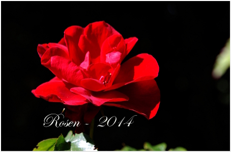 kalender rosen