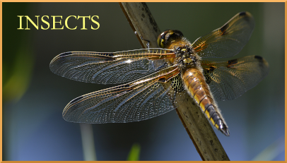 HP Insects